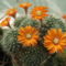 DSCF5448