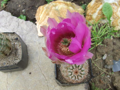 DSCF5524
