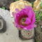 DSCF5524