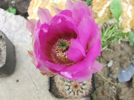 DSCF5525