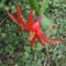 DSCF5526