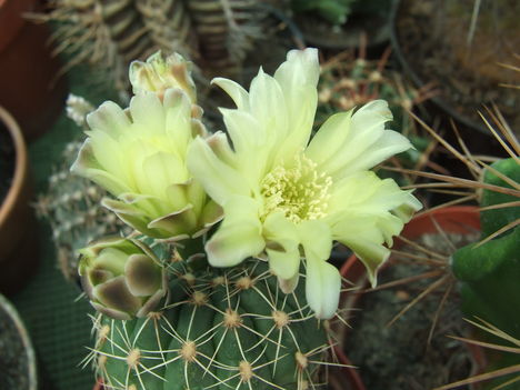 DSCF5527