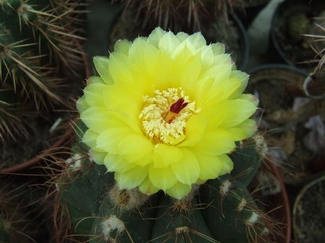 DSCF5529