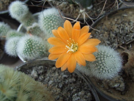 DSCF5531