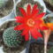 DSCF5532