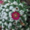DSCF5535