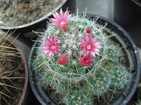 DSCF5536