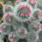 DSCF5539
