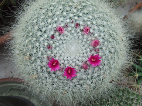 DSCF5542