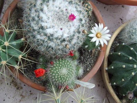 DSCF5543