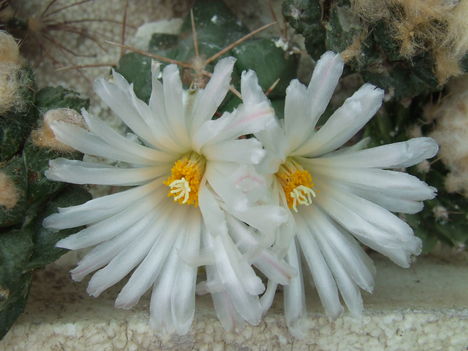 DSCF5545