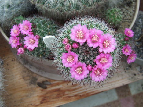 DSCF5546