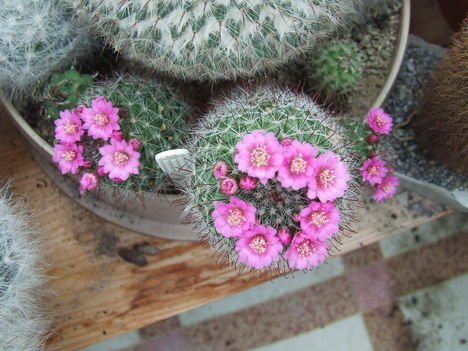 DSCF5547