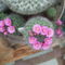 DSCF5547