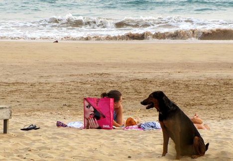 kutya a tengerparton