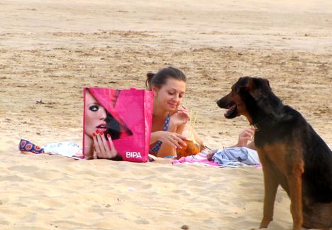 kutya a tengerparton