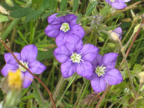 Legousia speculum-veneris2