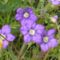 Legousia speculum-veneris2