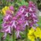 Orchispourpre X Orchissinge