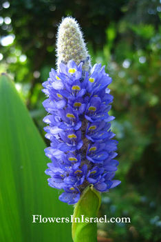 Pontederia cordata flower2