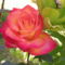 Rózsa 7