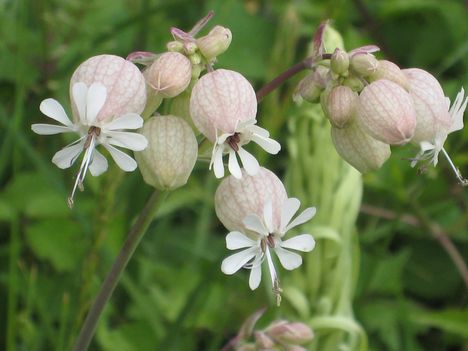 Silene vulgaris