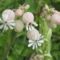Silene vulgaris