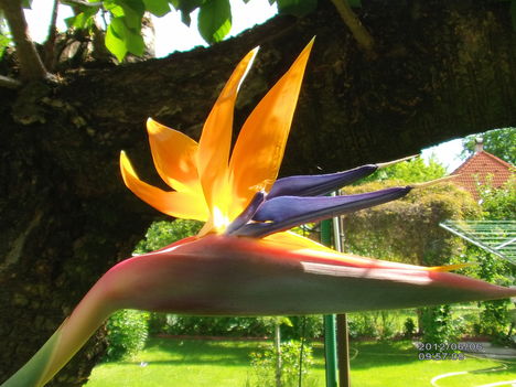 Strelitzia 1 Papagájvirág