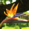 Strelitzia 1 Papagájvirág