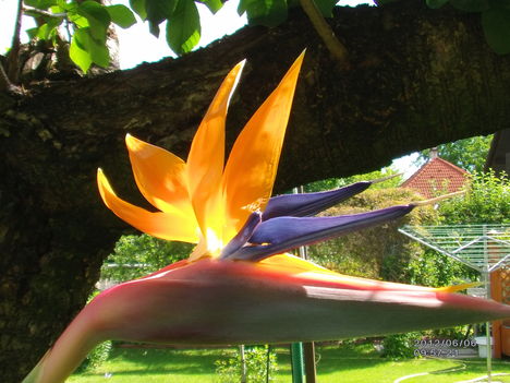 Strelitzia 2 Papagájvirág