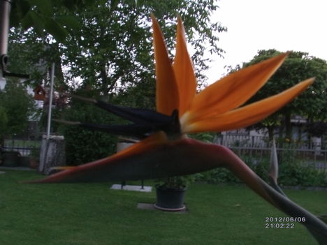 Strelitzia 3 Papagájvirág