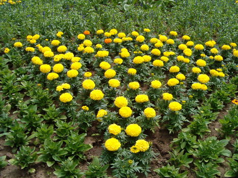 Virágos-kert...2012.06