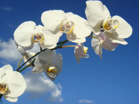 égig érő orchidea - Brazilia növényvilága