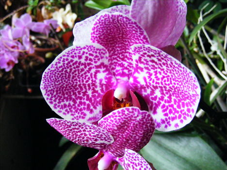 Lepke Orchidea 1