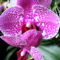Lepke Orchidea 3
