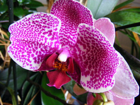 Lepke Orchidea 5