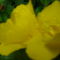 Ligetszépe.(Oenothera fruticosa.)