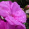 Muskátli virága.(Pelargonium zonale)