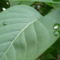 Orgona levele.(Syringa vulgaris)