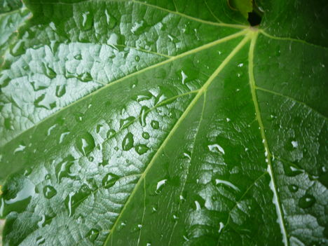 Vadszőlő (Parthenocissus quinquefolia.) levele.