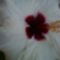 Tamási fürdő hibiszkusz virág 2