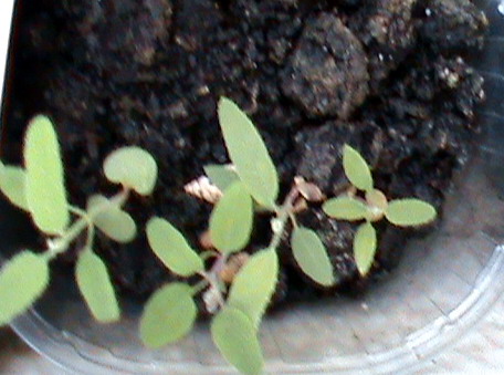 Citromos eukaliptusz DSC04299