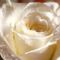 images (4)