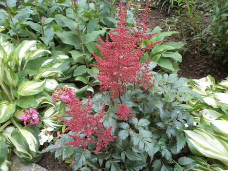 astilbe, tollbuga
