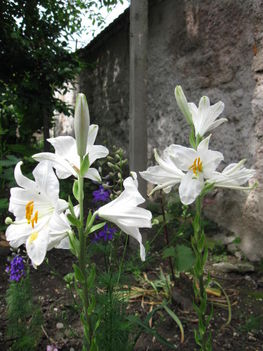Fehér liliom