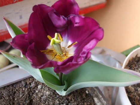 Holland tulipán.