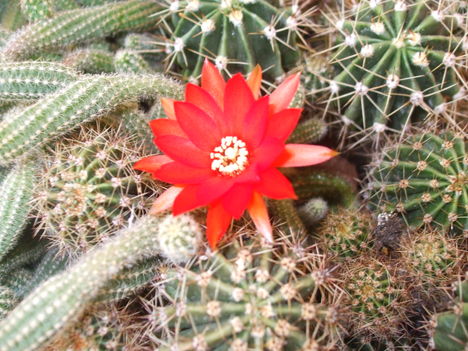 Kaktusz virága.DSCF5394