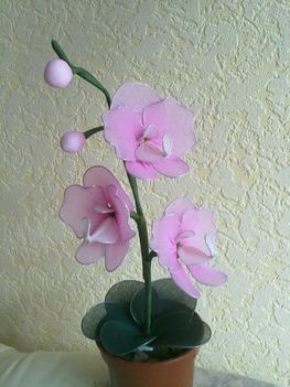 Mini orchidea