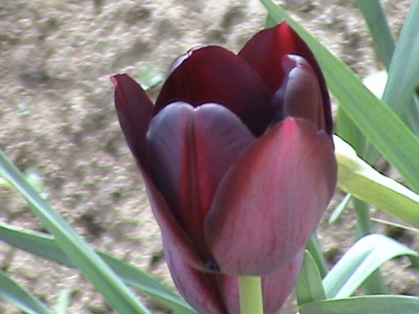 1fekete tulipán