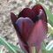 1fekete tulipán